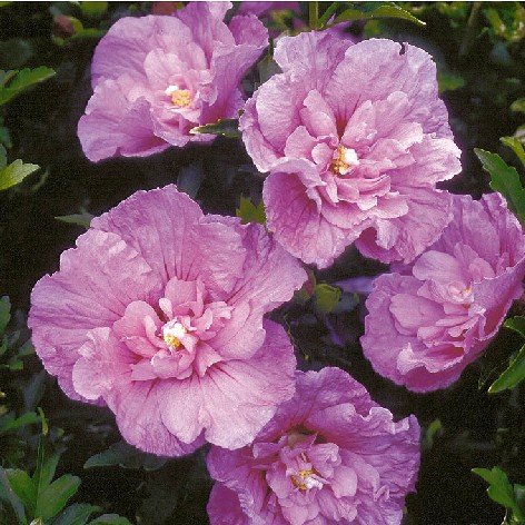 Hibiscus avec un très grand choix de couleur de fleurs